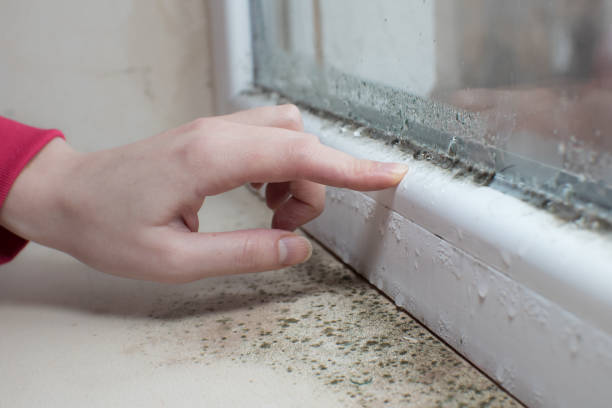 Best Mold Removal for HVAC Installations  in Iraan, TX